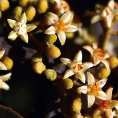 Bizarre flowers, chloride ions and auxin, and the role of pectin in stomatal development – this week in Annals of Botany