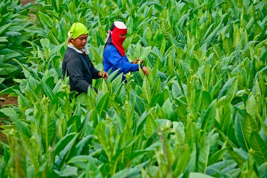 Life saving tobacco (with a mouse and virus assist)