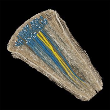 Hydraulic integration in tree root vessels