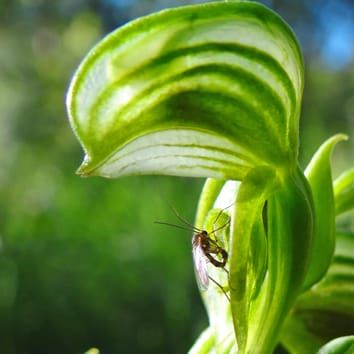 Pollination by sexual deception in Pterostylis