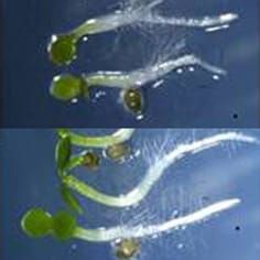 GPT2, seedling development and sugar signalling