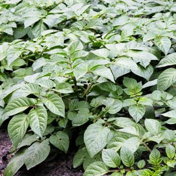 Regulation of a Solanum Double-B box gene