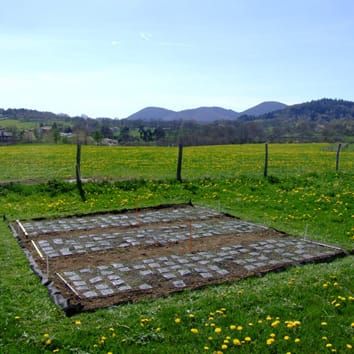 Predicting mixed-species litter decomposition