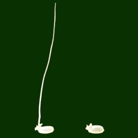 ADH1 and carbohydrate metabolism in seeds of rice