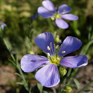 Paleopolyploidy in the flax genus, Linum