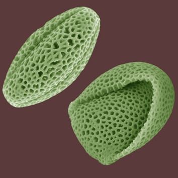 BcMF8 contributes to pollen wall development and tube growth