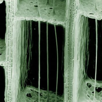 Fibre cables and tensegrity in Typha leaves