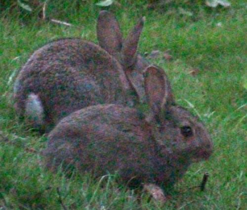 Wild rabbits: how do their genomes differ from domesticated rabbits?