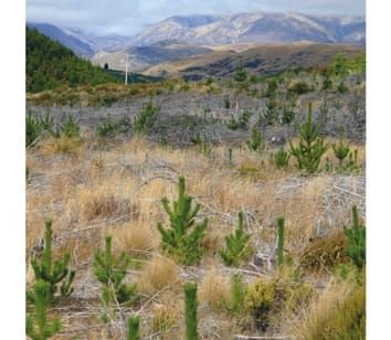 Belowground legacies of Pinus contorta invasion and removal result in multiple mechanisms of invasional meltdown