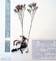 Limonium, bursts of CO2 release and Na+/K+ homeostasis at the whole-plant level – What’s New in Annals of Botany this week