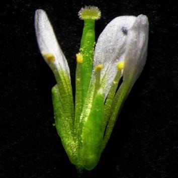 Temperature and reproductive success in arabidopsis