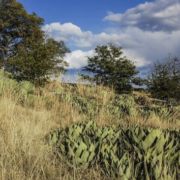 Genetic and morphological signature of ancient Agave cultivation