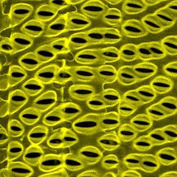 Wettability of xylem lumenal walls in maize roots