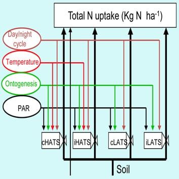 Nitrate uptake modelling in plants: root activity