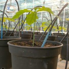 Heterozygosity–fitness correlations in pedunculate oak