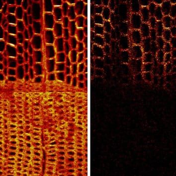 Accumulation of ferruginol in heartwood-forming xylem