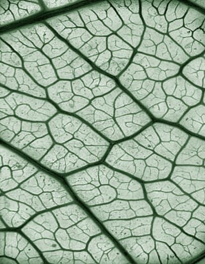 Image: Benjamin Blonder/Cleared Leaf Image Database.