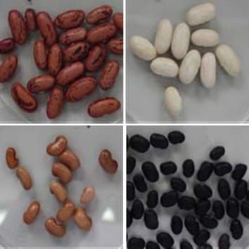 Ureide accumulation and drought inhibition of N2fixation