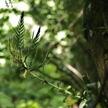 Bat-pollination in Tillandsia