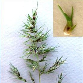 Variation of flowering and pseudovivipary in Poa