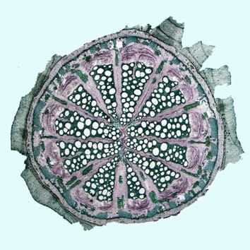 Stem anatomy and growth forms in perianth-bearing Piperales