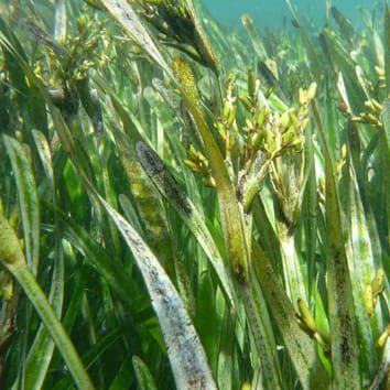 Complete outcrossing in a monoecious clonal seagrass