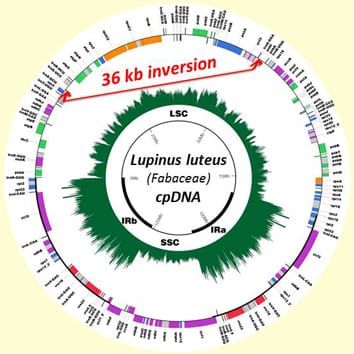 Novel lineage-specific inversion and legume plastome evolution