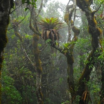 Hydrometeorology and ecophysiology of cloud forests (Invited Review)