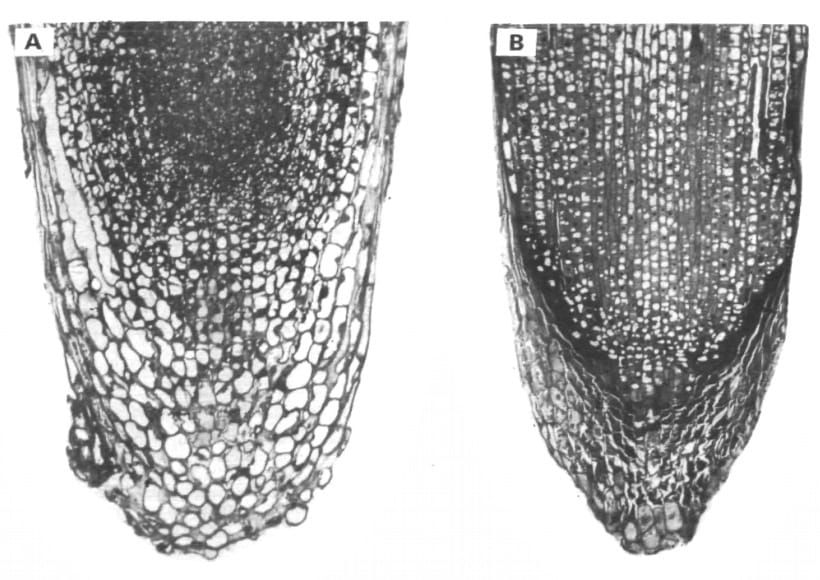 Two roots, the one on the right looking terrible.