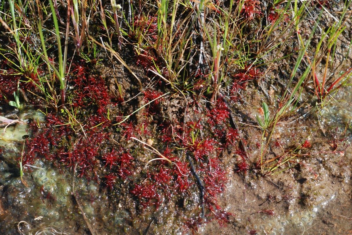 Trithuria bibracteata