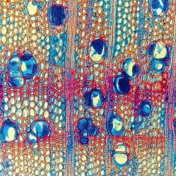Early wound reactions of Japanese maple during winter dormancy: the effect of two contrasting temperature regimes