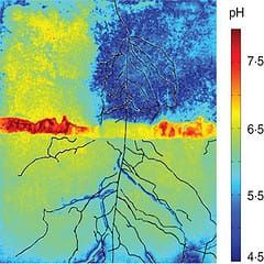 The root-soil interface, ancient climates, sustainable agriculture – what’s new in Annals of Botany this week