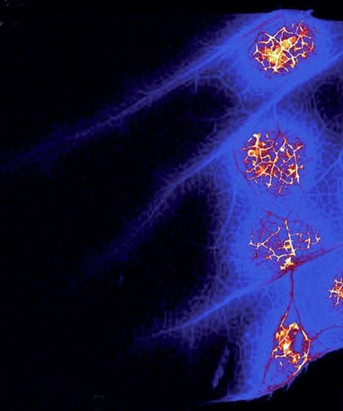 Zinc, meristem anatomy and seed germination – this week in Annals of Botany