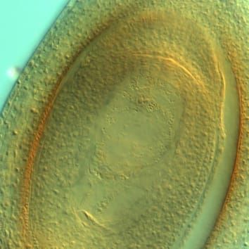 Variations in apomixis in diploid Paspalum rufum