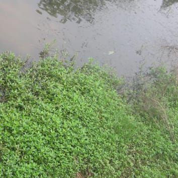 Effects of submergence and de-submergence on a clonal plant