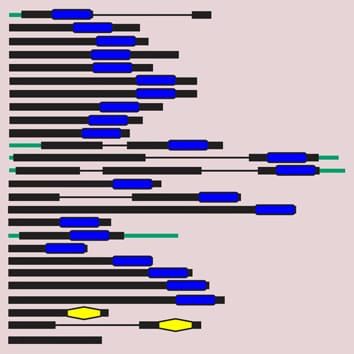 Phylogeny of OVATE family proteins in land plants