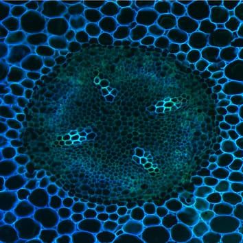 Asymmetric cell divisions in plant development