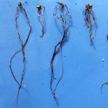 Enhancing the acid-soil tolerance of durum wheat