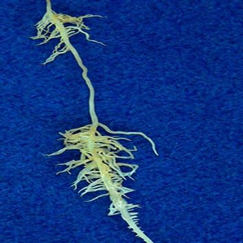 Legume genomics and next-generation sequencing (Invited Review)