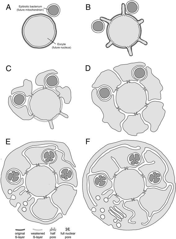 Where did your cells come from?