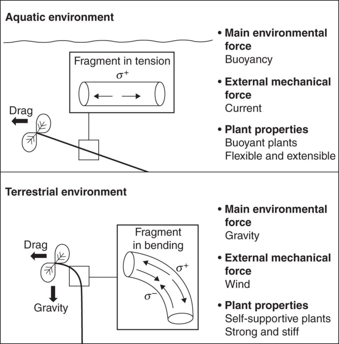 Diagram of forces on aquatic and terrestrial plants