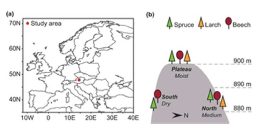 More to tree rings than meets the eye