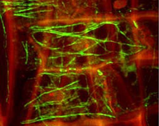 Image: P. Cuttings’ personal archive.