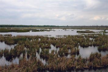 Light-dark O2 dynamics in submerged leaves of C3 and C4 halophytes under increased dissolved CO2: Clues for saltmarsh response to climate change