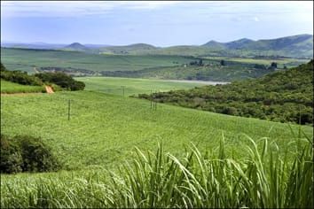 Provision of nitrogen as ammonium rather than nitrate increases silicon uptake in sugarcane