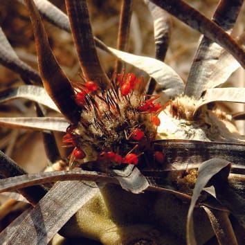 Extrafloral nectar fuels ant life in deserts