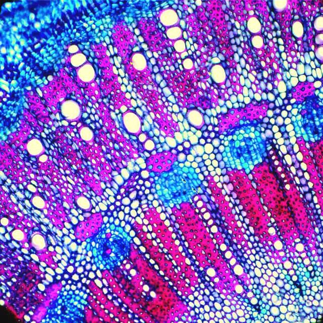 Growth responses of the mangrove Avicennia marina to salinity