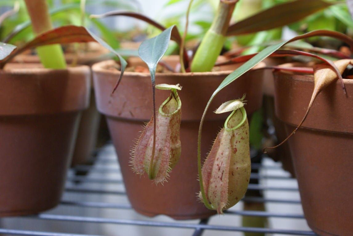 The most efficient trap isn’t always the most deadly trap