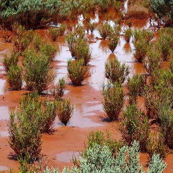 Special Issue on Halophytes and Saline Adaptations