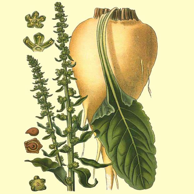 Image: Amédée Masclef, Atlas des Plantes de France, Paris: 1891.